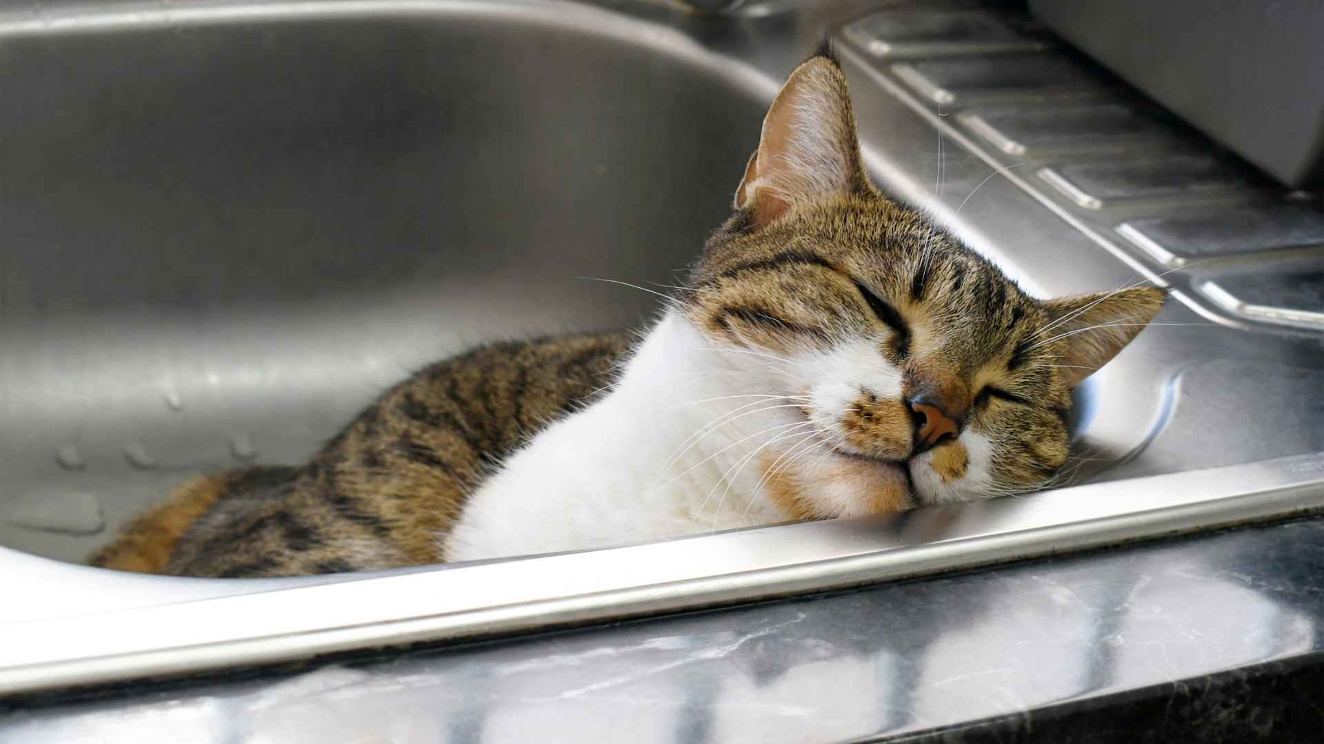 gato se duerme en el fregadero
